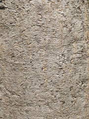 Tree bark texture. Nature wood background