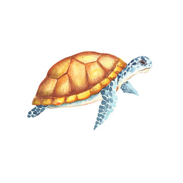 Watercolor turtle illustration