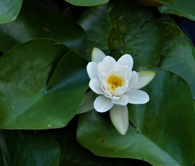 Water lily close up selective focus in blurred background