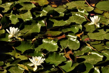 Water lily blossom landscape
