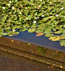 Water lily blossom landscape