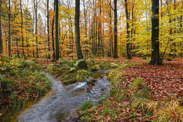Woods with brightly autumnal coloured trees at fall season