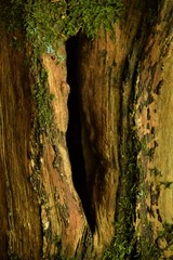 Tree bark close up selective focus 