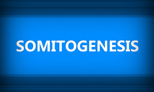 Somitogenesis