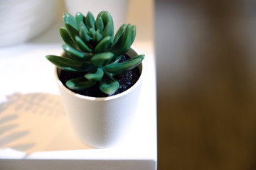 Fresh green grass grows in a concrete pot.