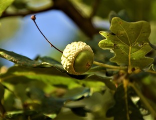 Close up oak acorns in blurred background