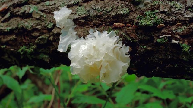 Mushroom Tremella fuciformis. Snow fungus. Chinese gelatinous fungi.	