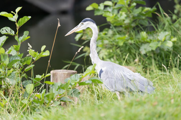 Naklejka premium big grey heron (Ardea cinerea)