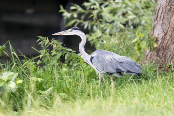 big grey heron (Ardea cinerea)