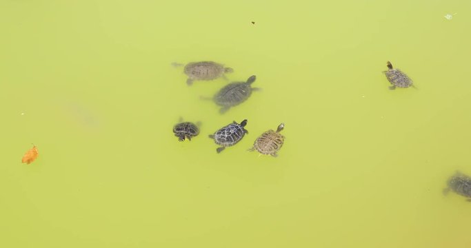 turtles swimming in green water pond or river
