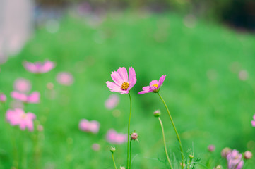 Ping Cosmos flower in green garden for background