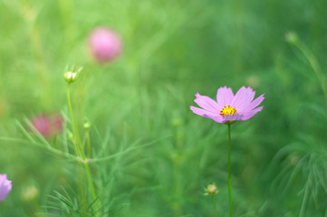 beautiful ping cosmos flower in green grass for background