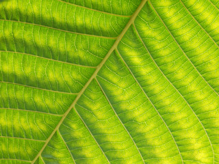 green leaf texture closeup