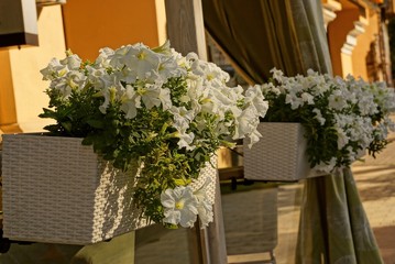 decorative white flowers in wooden vases on the wall with curtains on the street