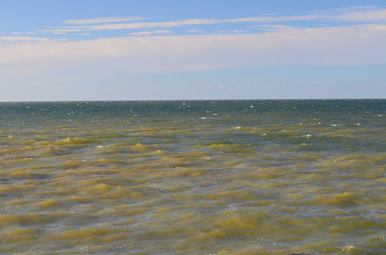 Sinice w Morzu Bałtyckim latem, Pomorze/Cyanobacteria in The Baltic Sea by summer time, Pomerania, Poland