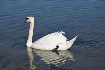 Obraz premium Łabędź (Cygnus)