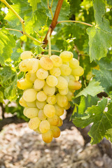 Fototapeta premium Grapes field, vineyard (Turkey Izmir vineyard)