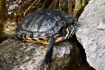 Freshwater turtle 