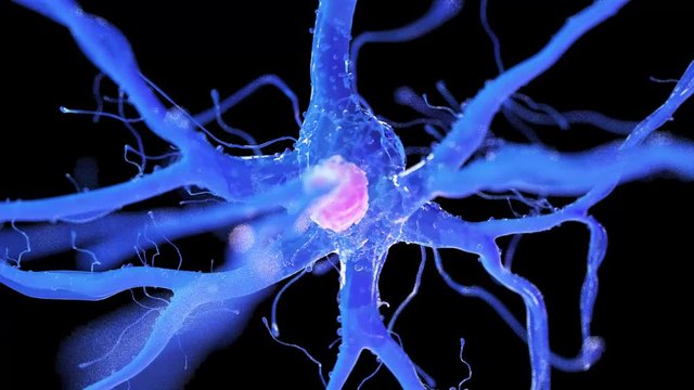 medically accurate 3d animation of a nerve cell