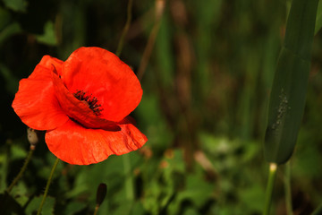 Flowers Red poppies bloom on wild field. Beautiful field red poppies with selective focus. Red...