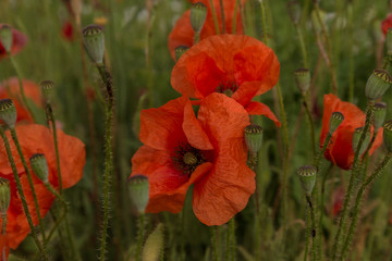 Flowers Red poppies blossom on wild field. Beautiful field red poppies with selective focus. soft...