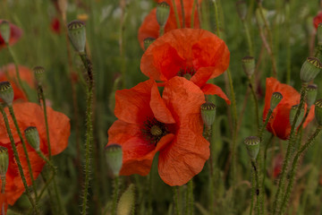 Flowers Red poppies blossom on wild field. Beautiful field red poppies with selective focus. soft light. Toning. Creative processing in dark low key