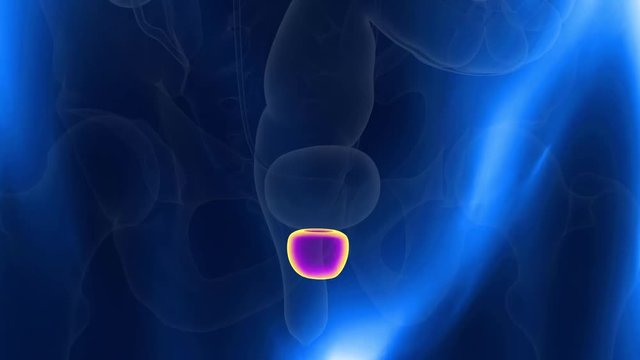 medically accurate 3d animation of the human prostate