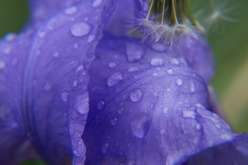 raindrops on a purple flower