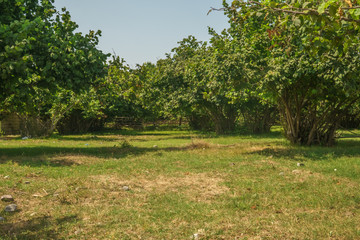 Garden of Hazelnut tree in backyard. Green grass.