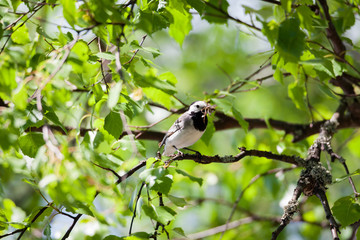 Wagtail bird in tree with insects in beak