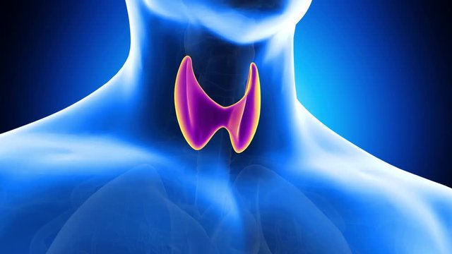 medically accurate 3d animation of the human larynx