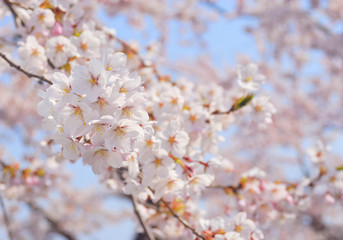 桜　春　素材