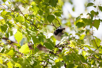 Wagtail bird in tree with insects in beak