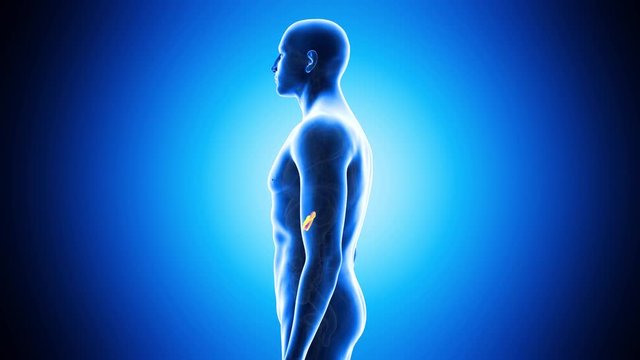 medically accurate 3d animation of the human pancreas