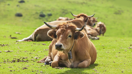 Naklejka na ściany i meble Vacas en el campo, Asturias