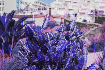 close-up of blue branchy cactus with white buildings on background.