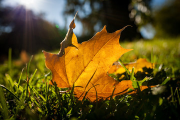 Fallen bright yellow maple leaf on grass