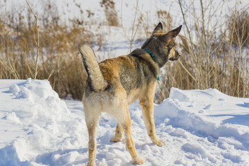 Fototapeta na wymiar Walk dogs in the winter