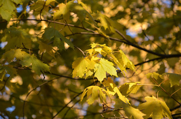 Yellow leaves of a maple.