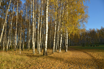 Birches in autumn park