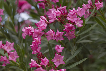 Pink oleander
