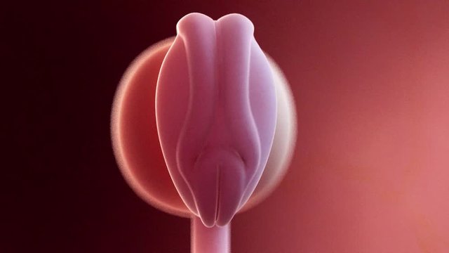 medically accurate 3d animation of a fetus week 4