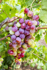 Grapes field, vineyard (Turkey Izmir vineyards)