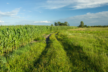 Fototapeta na wymiar Dirt road in the meadow, corn field and blue sky