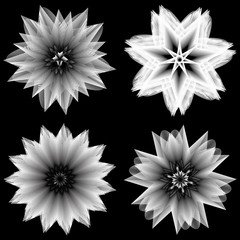 flower 3d geometry of nature