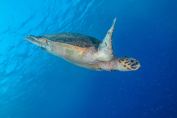 Naklejka premium Hawksbill Turtle