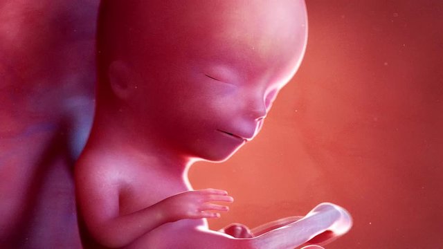 medically accurate 3d animation of a fetus week 13