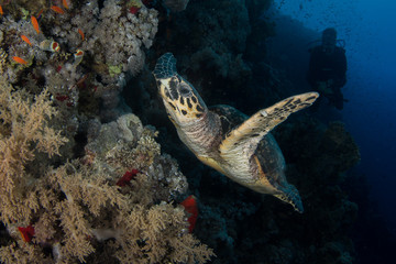 Hawksbill Turtle