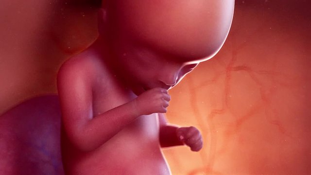 medically accurate 3d animation of a fetus week 16