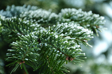 In winter, the branch of spruce is covered with hoarfrost